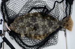 Marine T Design　マリンティーデザイン 釣果