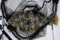 Marine T Design　マリンティ…