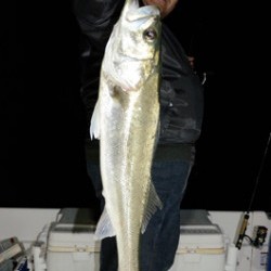 Marine T Design　マリンティーデザイン 釣果