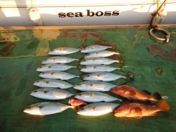sea boss シーボス 釣果