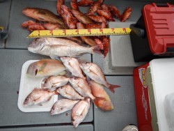 sea boss　シーボス 釣果