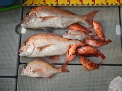 sea boss　シーボス 釣果