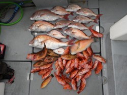 sea boss　シーボス 釣果