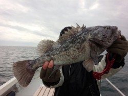 MATSUSHIMA SEANET 釣果