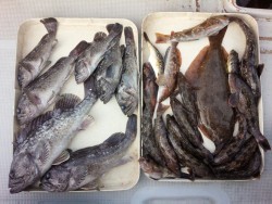 MATSUSHIMA SEANET 釣果