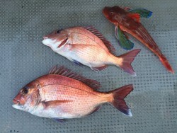 ゲームフィッシング バレントン 釣果