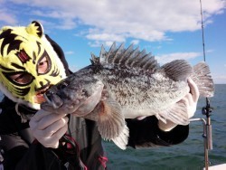 MATSUSHIMA SEANET 釣果