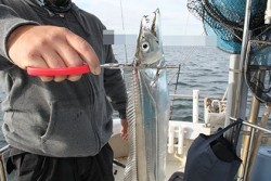 松本釣船２ 釣果