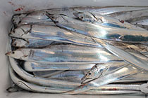 松本釣船２ 釣果