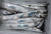 松本釣船２ 釣果