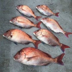 ゲームフィッシング バレントン 釣果