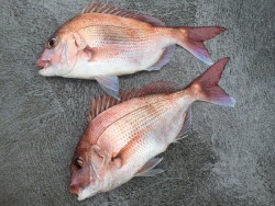 ゲームフィッシング バレントン 釣果