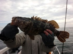 MATSUSHIMA SEANET 釣果