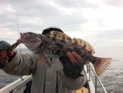 MATSUSHIMA SEANET 釣果