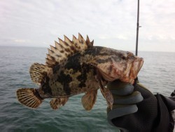 MATSUSHIMA SEANET 釣果