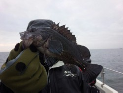 MATSUSHIMA SEANET 釣果