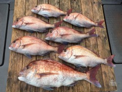 ゲームフィッシング バレントン 釣果