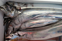 松本釣船２ 釣果