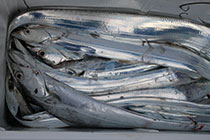 松本釣船２ 釣果