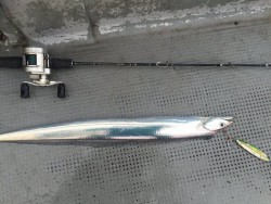 ゲームフィッシング バレントン 釣果