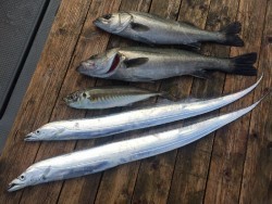 ゲームフィッシング バレントン 釣果