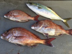 ゲームフィッシング バレントン 釣果