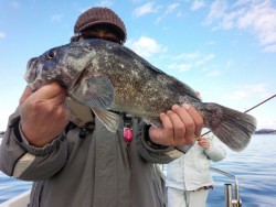 MATSUSHIMA SEANET 釣果