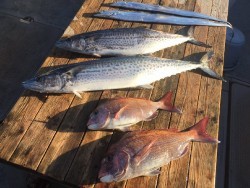 ゲームフィッシング バレントン 釣果