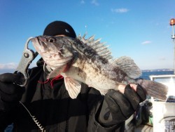 MATSUSHIMA SEANET 釣果