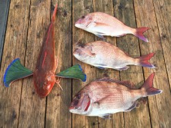 ゲームフィッシング バレントン 釣果