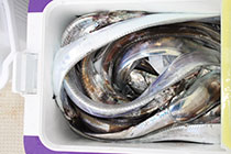 松本釣船２ 釣果