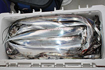 松本釣船2 釣果