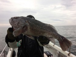 MATSUSHIMA SEANET 釣果