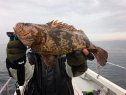 MATSUSHIMA SEANET 釣果