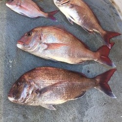 ゲームフィッシング バレントン 釣果