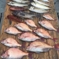 ゲームフィッシング バレントン 釣果