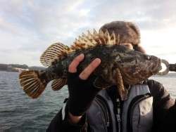 MATSUSHIMA SEANET 釣果