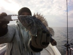 MATSUSHIMA SEANET 釣果