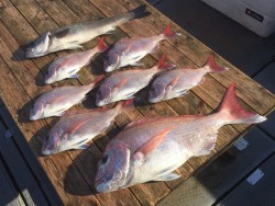 ゲームフィッシング バレントン 釣果