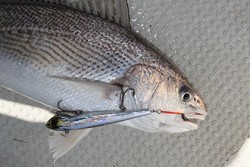 松本釣船２ 釣果