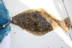 松本釣船２ 釣果