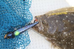 松本釣船２ 釣果