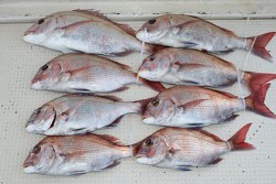 松本釣船２ 釣果