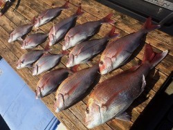 ゲームフィッシング バレントン 釣果