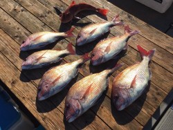 ゲームフィッシング バレントン 釣果