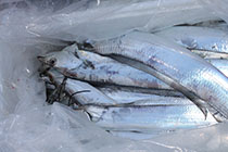 松本釣船２ 釣果