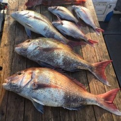 ゲームフィッシング バレントン 釣果