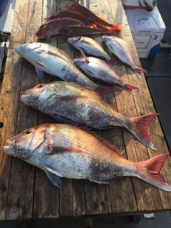 ゲームフィッシング バレントン 釣果