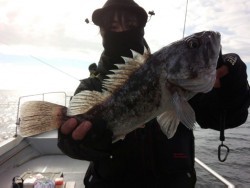 MATSUSHIMA SEANET 釣果