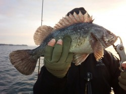 MATSUSHIMA SEANET 釣果